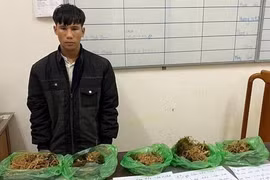 Quảng Nam: Bắt khẩn cấp nghi phạm thực hiện hàng loạt vụ trộm sâm Ngọc Linh