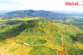 Chư Đang Ya, mùa dã quỳ rực rỡ