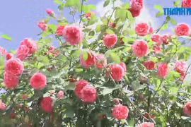 Vườn hồng đẹp như tranh vẽ mở cửa miễn phí giữa thành phố Buôn Ma Thuột