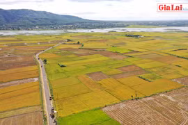 Cánh đồng vàng trên Cao nguyên