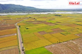 Cánh đồng vàng trên Cao nguyên