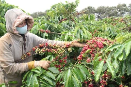 Tây Nguyên thiếu lao động hái cà phê, giá thuê tăng gấp đôi