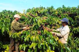 Nông dân Gia Lai phấn khởi trước vụ thu hoạch cà phê