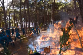 Gia Lai: Ban hành Kế hoạch phòng cháy, chữa cháy rừng mùa khô 2021-2022