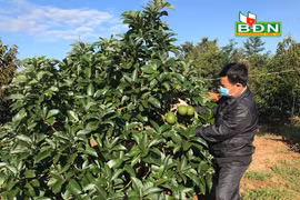 Cư Jút triển khai quy hoạch vùng sản xuất bơ tập trung