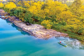 Tây Hồ rực sắc muồng vàng