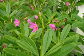 Rau sâm đất và những lợi ích sức khỏe