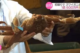 Cua tuyết khổng lồ bán được giá hơn 1 tỉ đồng