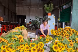 Đắk Nông: Trồng có 5 sào hoa hướng dương cắt cành bán, nông dân nhẹ nhàng thu về cả trăm triệu