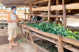 Đak Djrăng chú trọng xử lý môi trường chăn nuôi