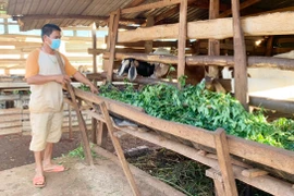 Đak Djrăng chú trọng xử lý môi trường chăn nuôi
