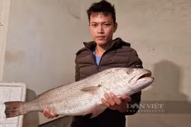 Clip: Ngư dân Thanh Hóa bắt được cá lạ nặng 7,5kg, nghi là cá sủ vàng