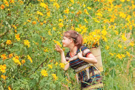 Dã quỳ, đâu chỉ để ngắm