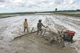 Chư Prông: Hỗ trợ 80 tấn lúa cho nông dân