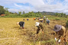 Vào tâm dịch gặt lúa giúp dân