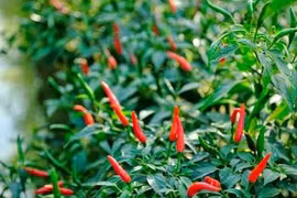Khám phá 6 lợi ích sức khỏe không ngờ của lá ớt