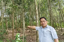 "Sống khỏe" nhờ trồng rừng