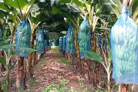 Công ty Đào Tiến Phát Gia Lai xuất khẩu 200 tấn chuối tiêu sang thị trường Trung Quốc