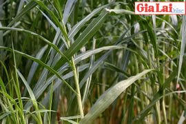 Nông dân Jrai sản xuất kinh doanh giỏi