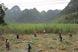 Cơ hội nào cho doanh nghiệp sản xuất mía đường trong nước