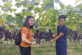 Ruộng nho… độc, lạ