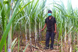 Róc lá mía giúp nâng cao năng suất