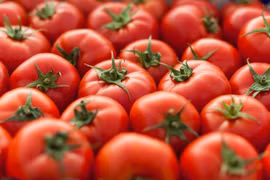 Giống cà chua gì của Nhật Bản chứa một chất đặc biệt, giúp thư giãn, giảm huyết áp, giá 500.000 đồng/kg?