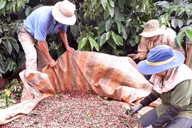 "Khát" nhân công thu hái cà phê