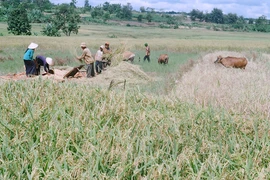 Gia Lai: Bảo vệ môi trường dự án thủy lợi Plei keo