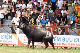 Tổ chức động vật châu Á kêu gọi chấm dứt chọi trâu Đồ Sơn