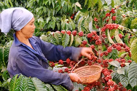 Đầu tư 170 tỷ đồng phát triển cà phê chất lượng cao