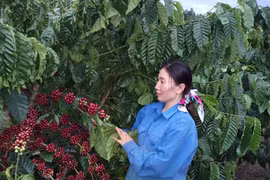 Giá cà phê giảm mạnh, nông dân tích trữ
