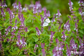 Cánh đồng hoa Lavender ở ngoại đô gây sốt cộng đồng mạng