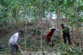 Vượt nhiều chỉ tiêu trong Chiến lược phát triển lâm nghiệp