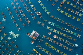 Bè nuôi tôm hùm ở Phú Yên nhìn từ trên cao