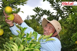 Cam Vinh - Trái ngọt trên đất Kon Gang