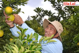 Cam Vinh - Trái ngọt trên đất Kon Gang