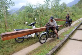 Ngang nhiên phá rừng phòng hộ bán gỗ làm bè nuôi tôm