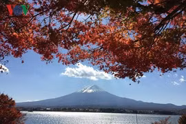 Chiêm ngưỡng mùa thu đỏ đẹp đến ngỡ ngàng tại Nhật Bản