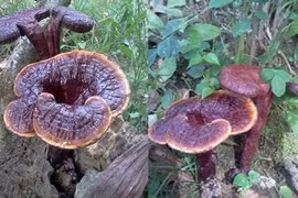 Loại nước giúp đánh tan tế bào ung thư bạch cầu