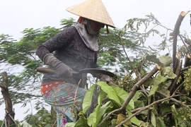 Những "tiều phu" giữa Sài Gòn