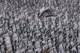 Những bức ảnh đẹp về thế giới động vật hoang dã ở Ấn Độ