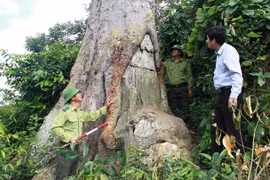 Báu vật nghìn năm tuổi giữa Vườn quốc gia