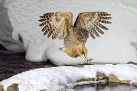 Ảnh động vật đẹp như tranh trong cuộc thi chủ đề 'Thế giới ẩn'