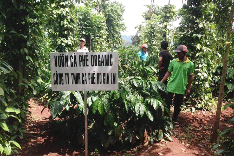 Cà phê hữu cơ: Giã từ "đen-đắng-đặc"