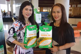 Về quê trồng lúa sạch