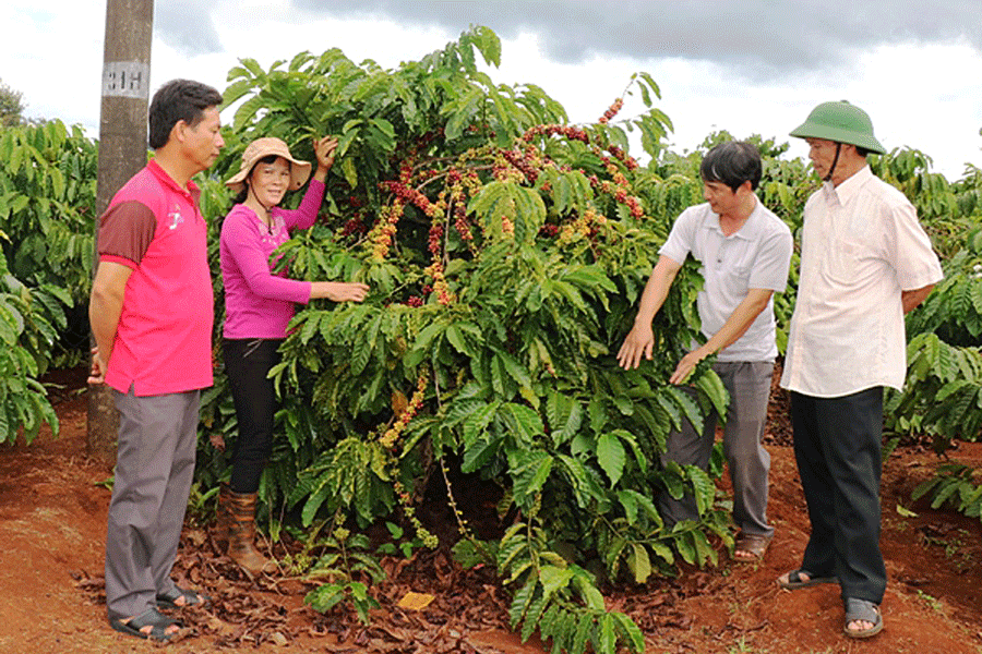 Giúp xã viên nâng cao hiệu quả sản xuất