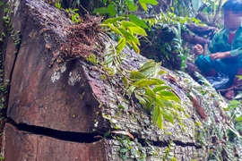 Tan nát rừng đầu nguồn - Kỳ 1: Tàn phá rừng phòng hộ