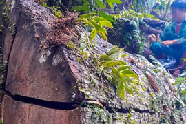 Tan nát rừng đầu nguồn - Kỳ 1: Tàn phá rừng phòng hộ