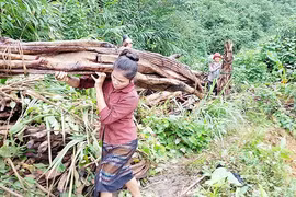 Huyền thoại về loài cây cỏ máu